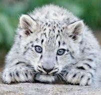 Koyuki (Snow Leopard) - 17/02/2022 Adopted with Yuuna