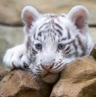 Yunyun (White Tiger) - 17/02/2022 Adopted with Yuuna