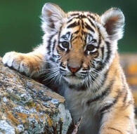 Tantan (Tiger) - 17/02/2022 Adopted with Yuuna