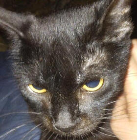 Misty - 31/05/2022 by Amota