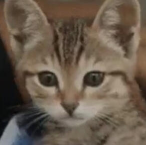 Peek-a-Boo - 10/01/2022 by Kissifer