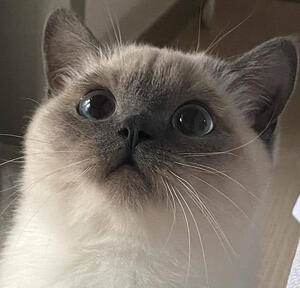 Snowball - 25/02/2022 by Seducifer