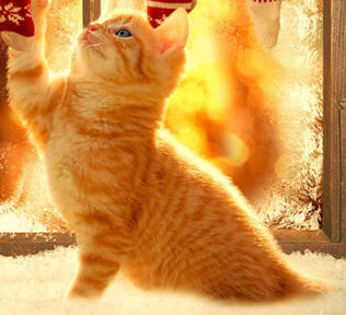 Cyrus - 26/12/2021 by Lola