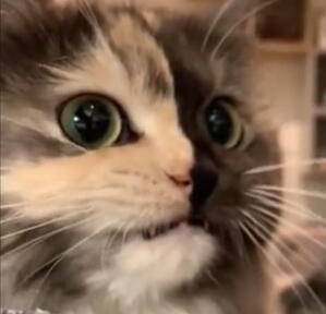 Cookie - 22/08/2021 by Kissifer