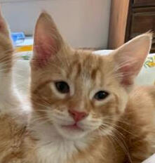 Maple - 04/11/2022 by Shaitan