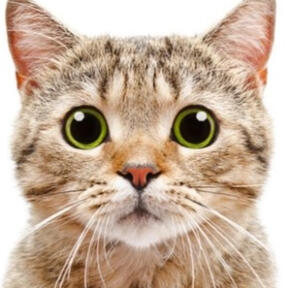 Maru - 26/12/2021 by Athena