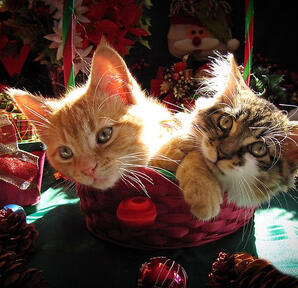 Adonis and Abigail - 26/12/2021 by Charles