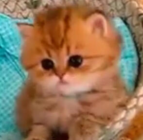 Ginger - 03/06/2021 by Kissifer