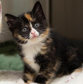 Meko - 22/10/2022 by Lola