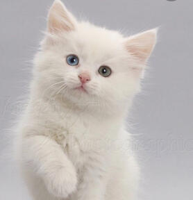 Snowy - 30/12/2020 by Asmoluvselfandu