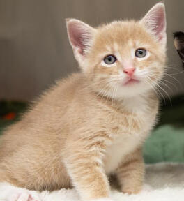 Nico - 22/10/2022 by Lola