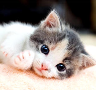 Chester - 27/08/2023 by Grandpa God