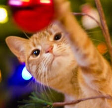 Amity - 26/12/2021 by Lola