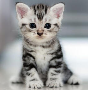 Tiger - 02/02/2022 by Samantha